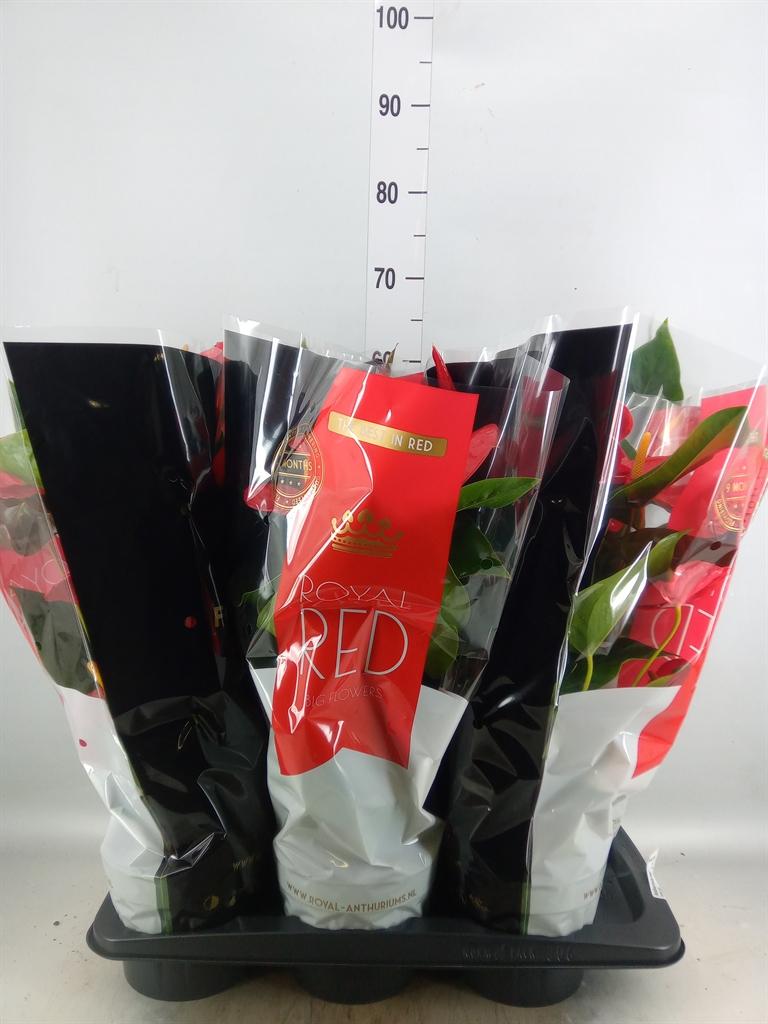 Горшечные цветы и растения оптом Anthurium   ...mix от 6шт из Голландии с доставкой по России