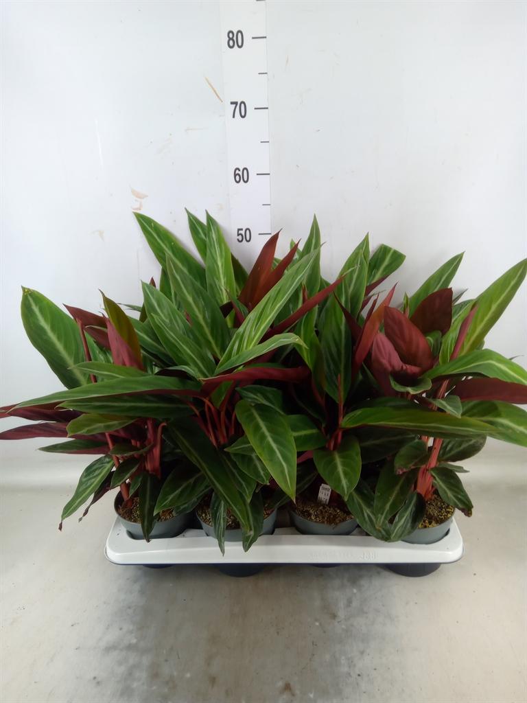 Горшечные цветы и растения оптом Stromanthe Sanguin. от 8шт из Голландии с доставкой по России