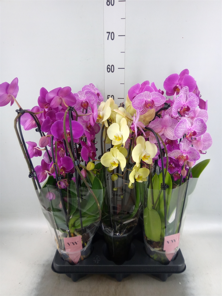 Горшечные цветы и растения оптом Phalaenopsis   ...mix от 5шт из Голландии с доставкой по России