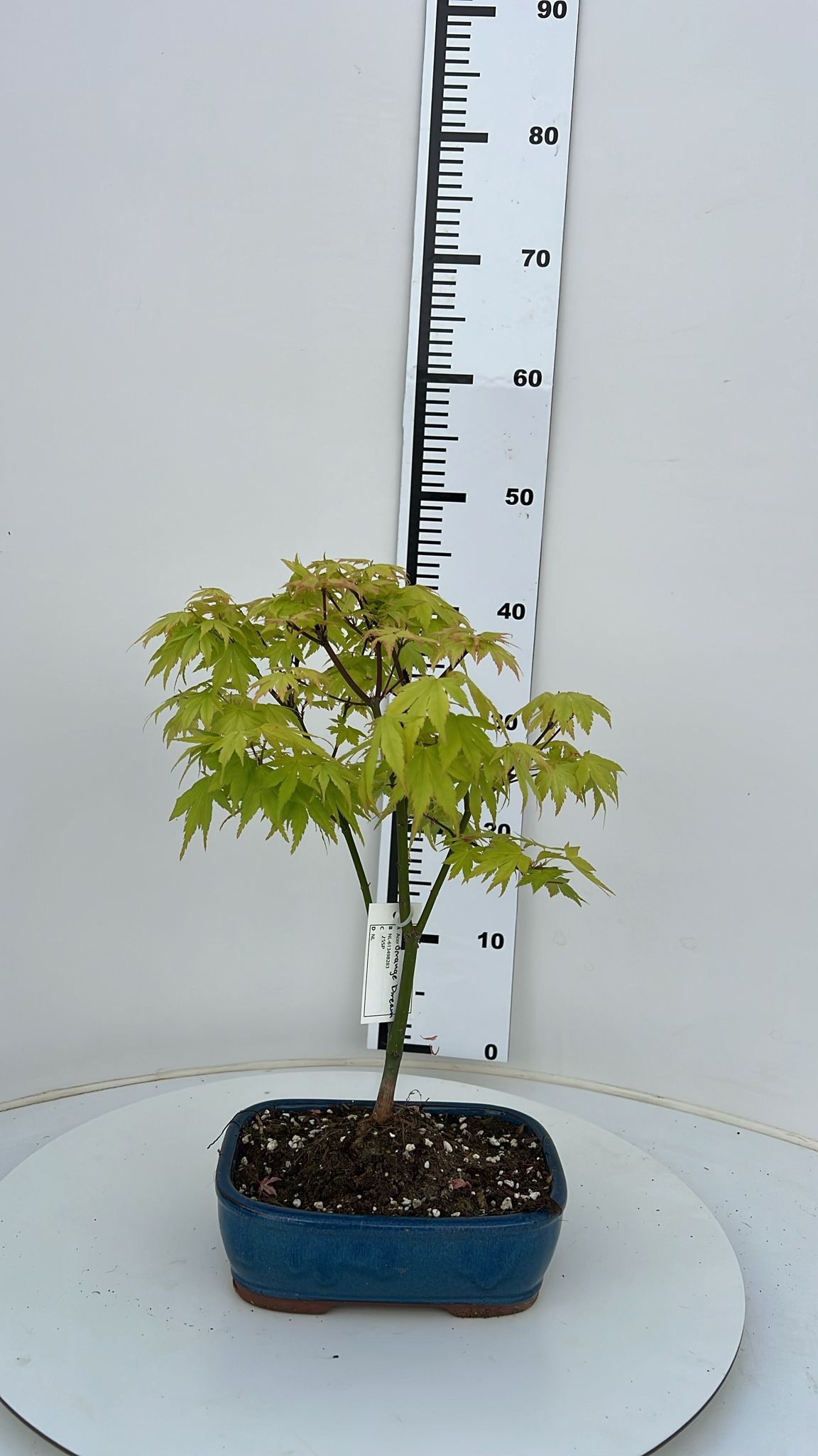 Горшечные цветы и растения оптом Acer Palmatum Orange Dream, Pot 22cm. от 5шт из Голландии с доставкой по России