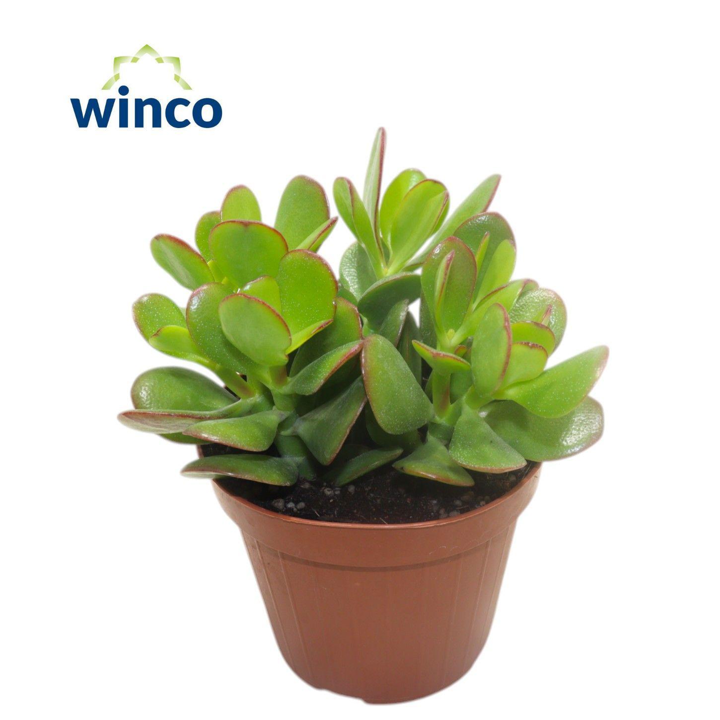 Горшечные цветы и растения оптом Crassula Ovata от 8шт из Голландии с доставкой по России