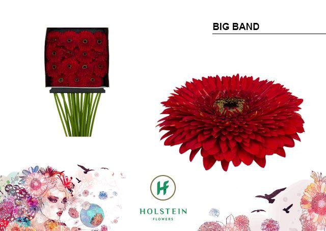 Срезанные цветы оптом Gerbera diamond gerponi big band от 15шт из Голландии с доставкой по России