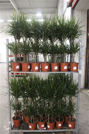 Горшечные цветы и растения оптом Dra Marginata 45-15 Cm от 1шт из Голландии с доставкой по России