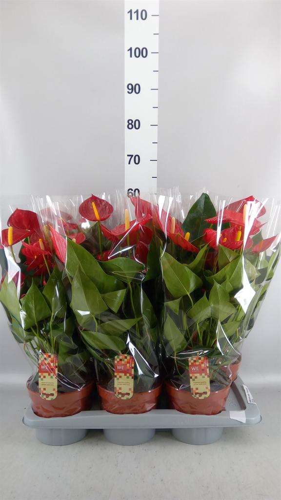 Горшечные цветы и растения оптом Anthurium Andr. tremendo от 6шт из Голландии с доставкой по России