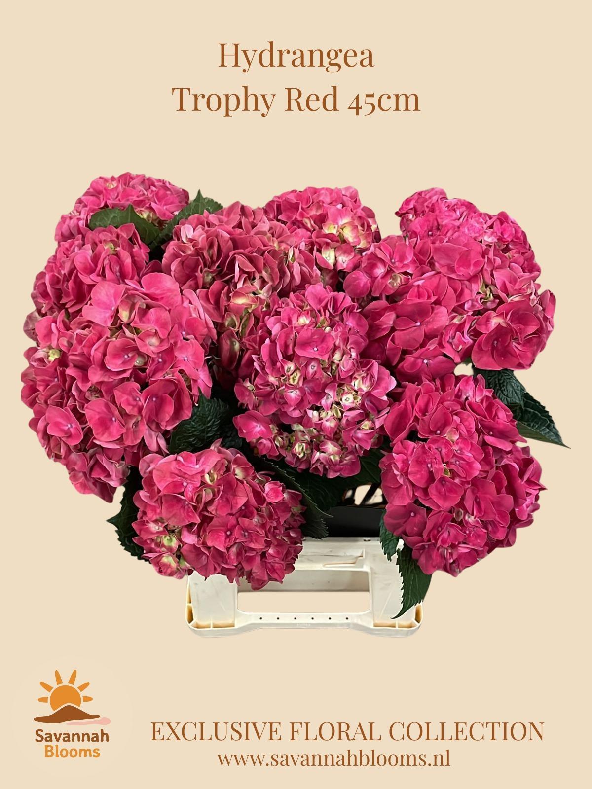 Срезанные цветы оптом Hydrangea mag trophy от 10шт из Голландии с доставкой по России