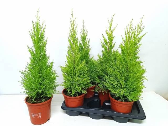 Горшечные цветы и растения оптом Cupr Ma Goldc Wilma от 6шт из Голландии с доставкой по России