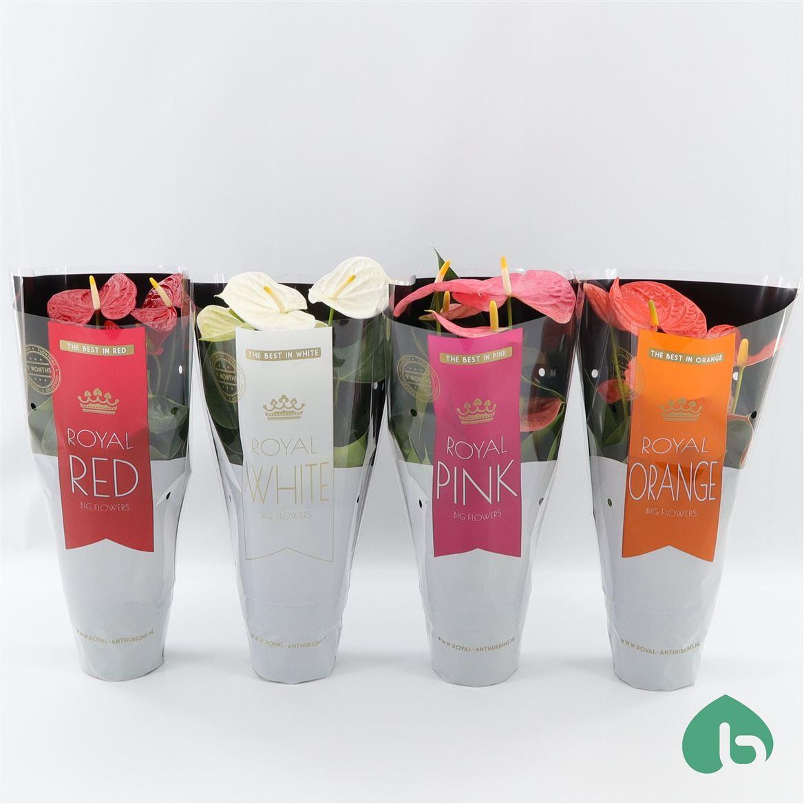 Горшечные цветы и растения оптом Anth An Royal Mix 5+ от 8шт из Голландии с доставкой по России