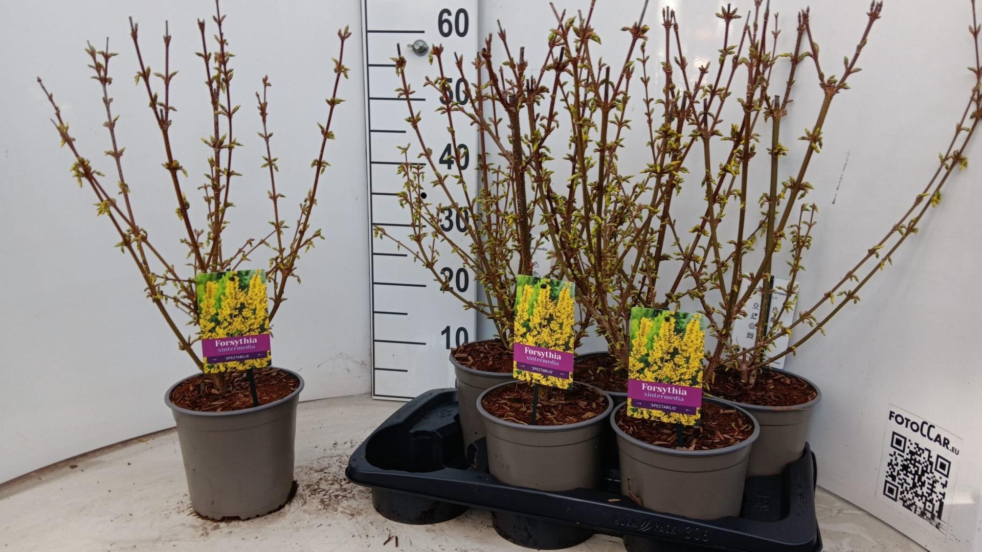 Горшечные цветы и растения оптом Forsyth In Spectabil от 6шт из Голландии с доставкой по России