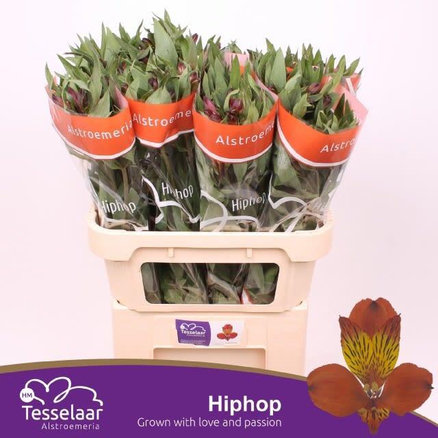 Срезанные цветы оптом Alstroemeria hiphop от 80шт. из Голландии с доставкой по России