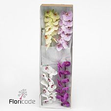 Срезанные цветы оптом Phalaenopsis mix (per stem) от 20шт. из Голландии с доставкой по России