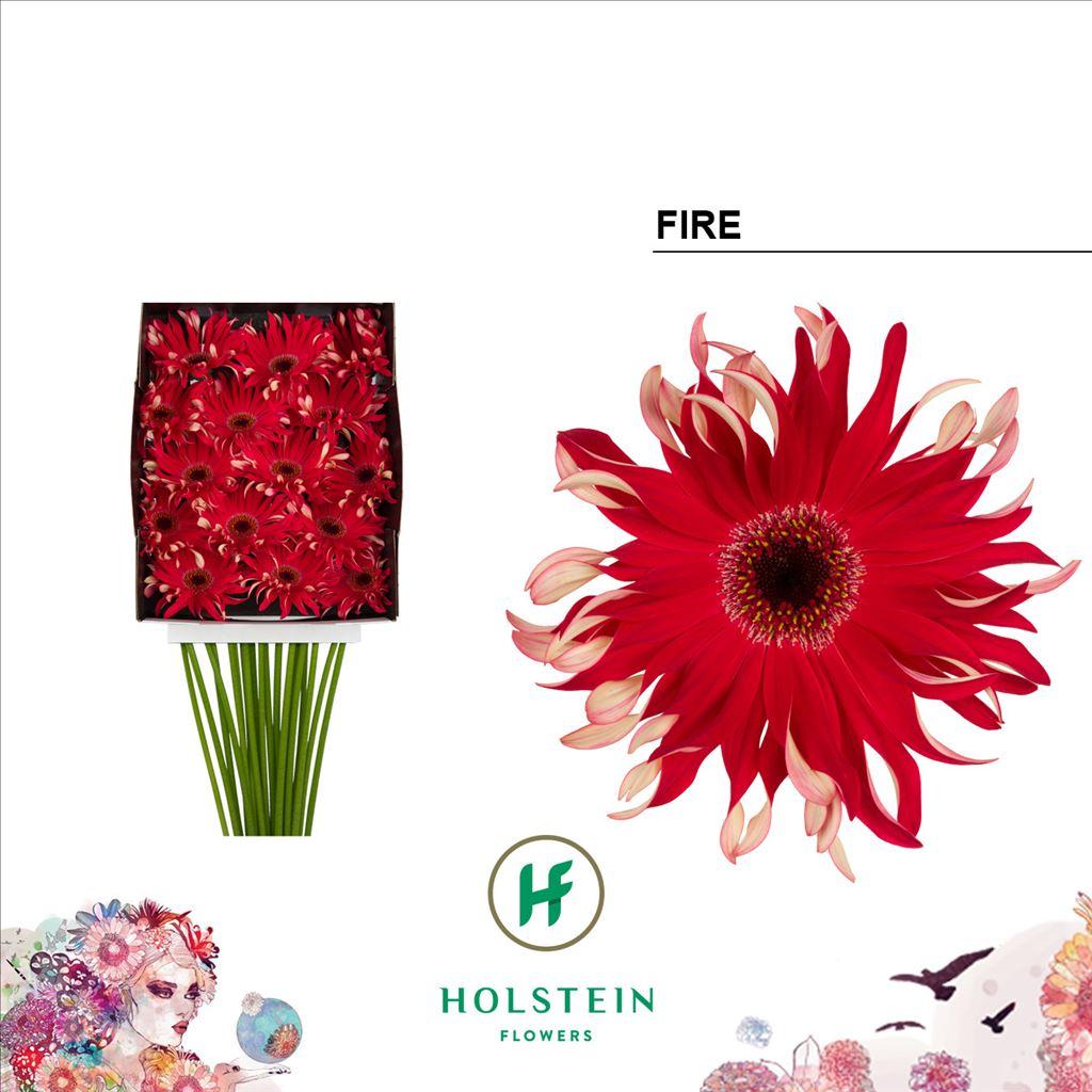 Срезанные цветы оптом Gerbera diamond gerpasta fire от 15шт из Голландии с доставкой по России