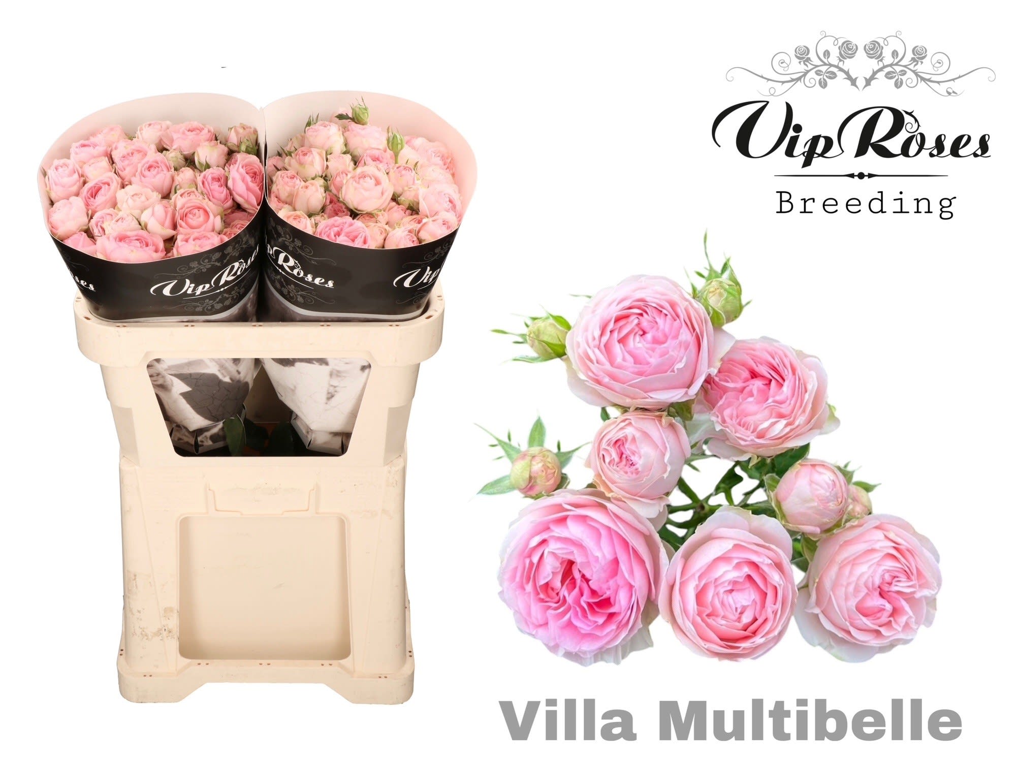Срезанные цветы оптом Rosa spray villa multibelle от 20шт из Голландии с доставкой по России