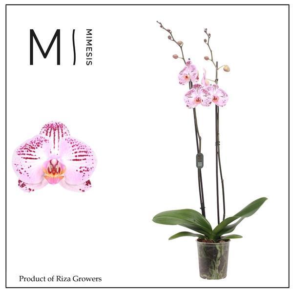 Горшечные цветы и растения оптом Phalaenopsis Cassie 2 Spike - 12cm | Mimesis от 10шт из Голландии с доставкой по России