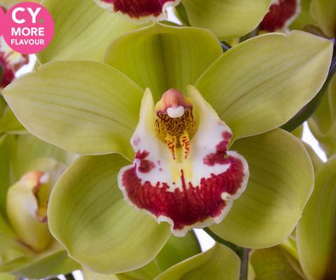 Срезанные цветы оптом Cymbidium green fiona от 12шт из Голландии с доставкой по России