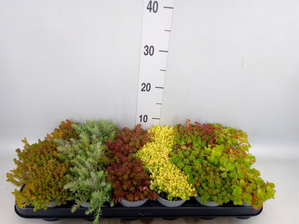 Горшечные цветы и растения оптом Sedum   ... от 18шт (для телеги) из Голландии с доставкой по России