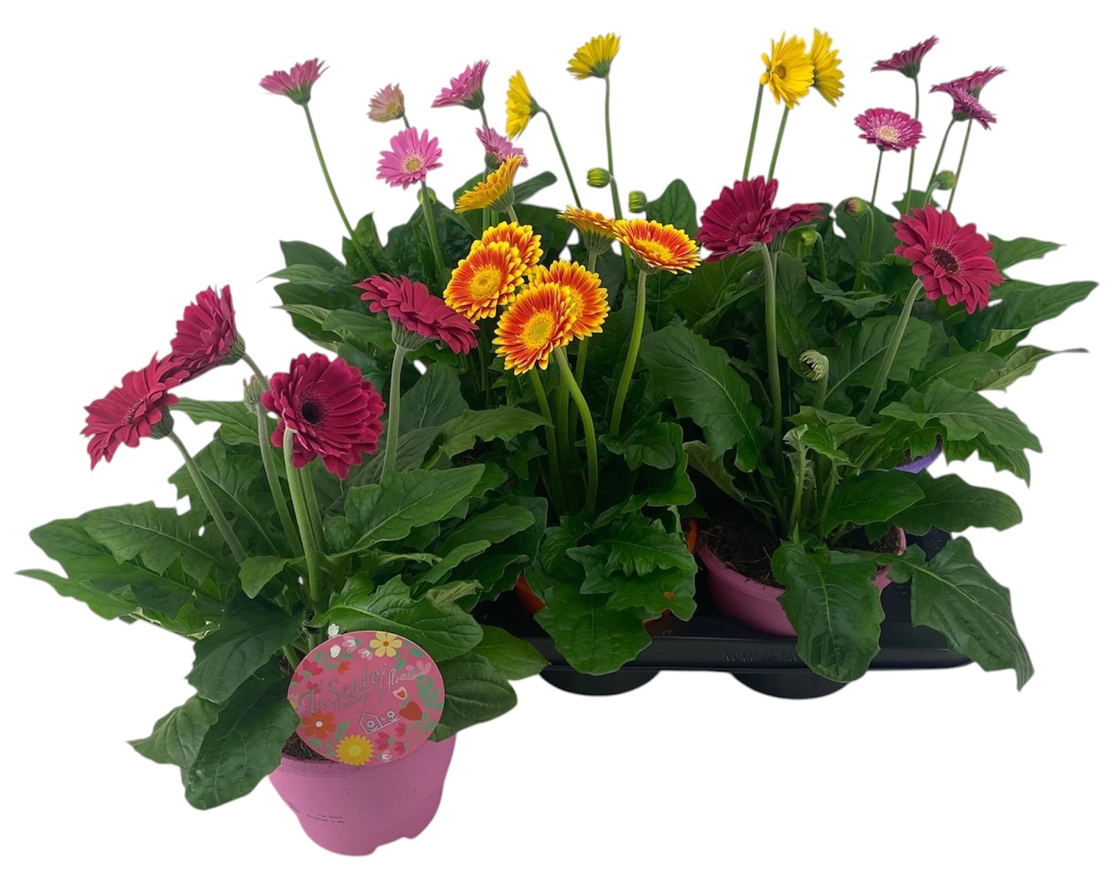 Горшечные цветы и растения оптом Ger Gem от 6шт (для телеги) из Голландии с доставкой по России