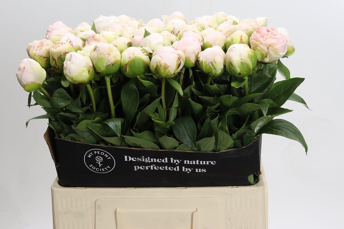 Срезанные цветы оптом Paeonia mothers choice от 60шт из Голландии с доставкой по России