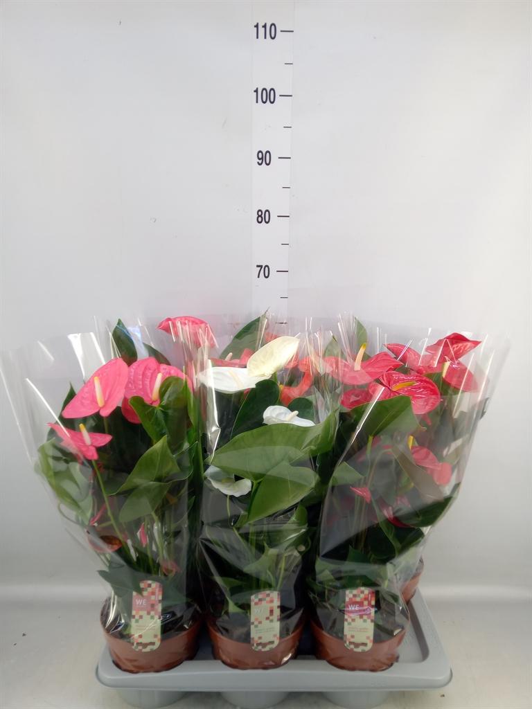 Горшечные цветы и растения оптом Anthurium   ...mix 4 от 6шт из Голландии с доставкой по России