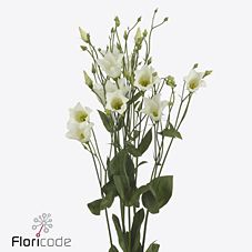 Срезанные цветы оптом Lisianthus si botanic white от 20шт из Голландии с доставкой по России