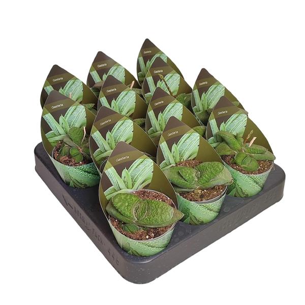 Горшечные цветы и растения оптом Gasteria Armstrongii Potcover от 12шт (для телеги) из Голландии с доставкой по России