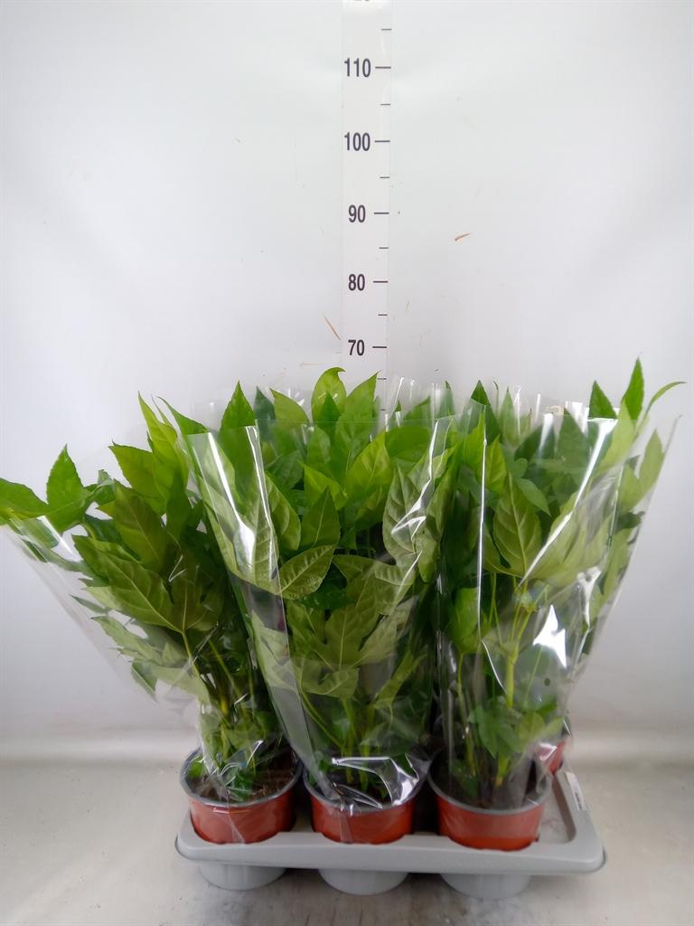 Горшечные цветы и растения оптом Fatsia Japonica   ... от 6шт из Голландии с доставкой по России