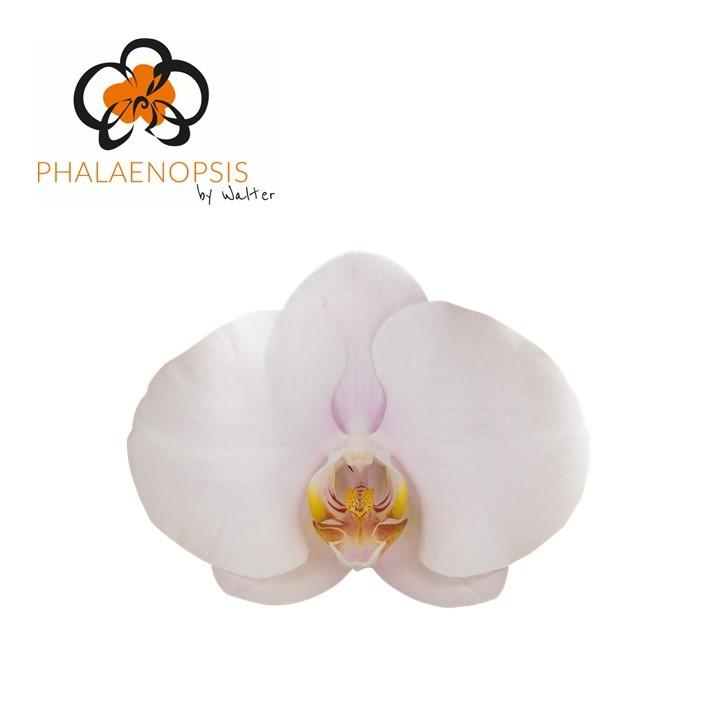 Срезанные цветы оптом Phalaenopsis alpha (per flower) от 25шт из Голландии с доставкой по России