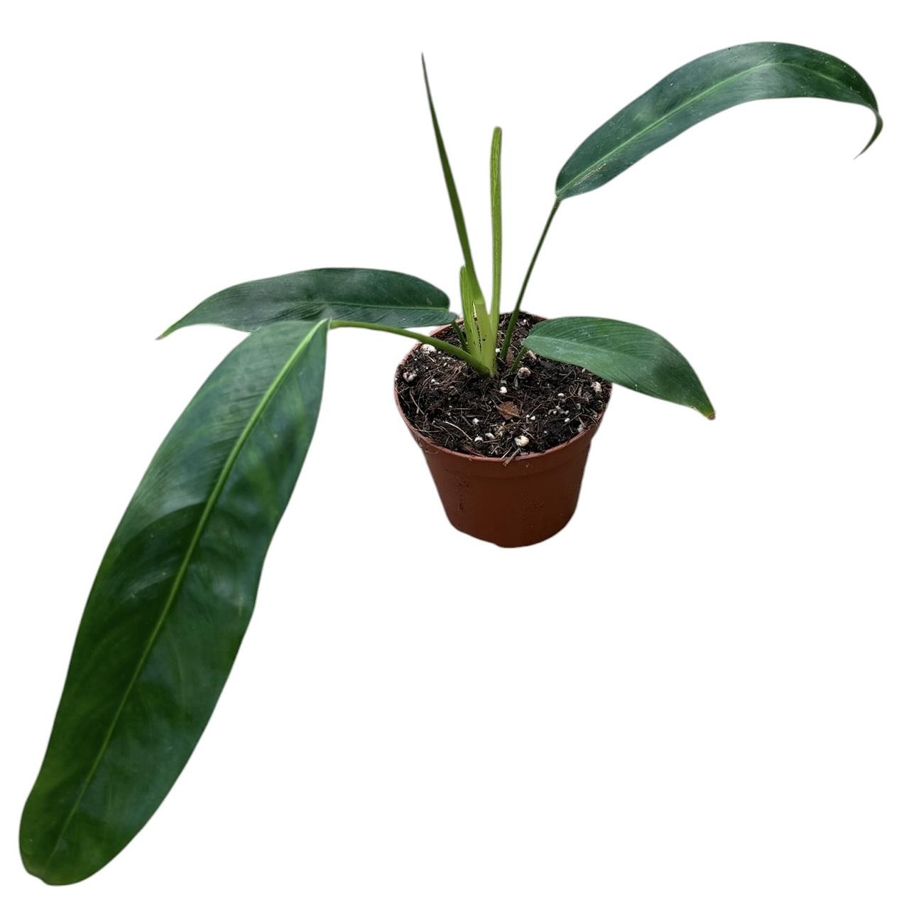 Горшечные цветы и растения оптом Philodendron Patriciae от 1шт из Голландии с доставкой по России