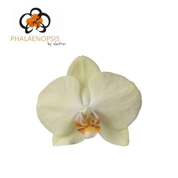 Срезанные цветы оптом Phalaenopsis rising sun (per flower) от 25шт из Голландии с доставкой по России