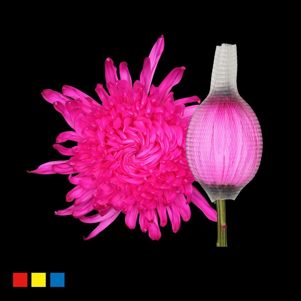 Срезанные цветы оптом Chrys bl paint stravina cerise от 40шт из Голландии с доставкой по России