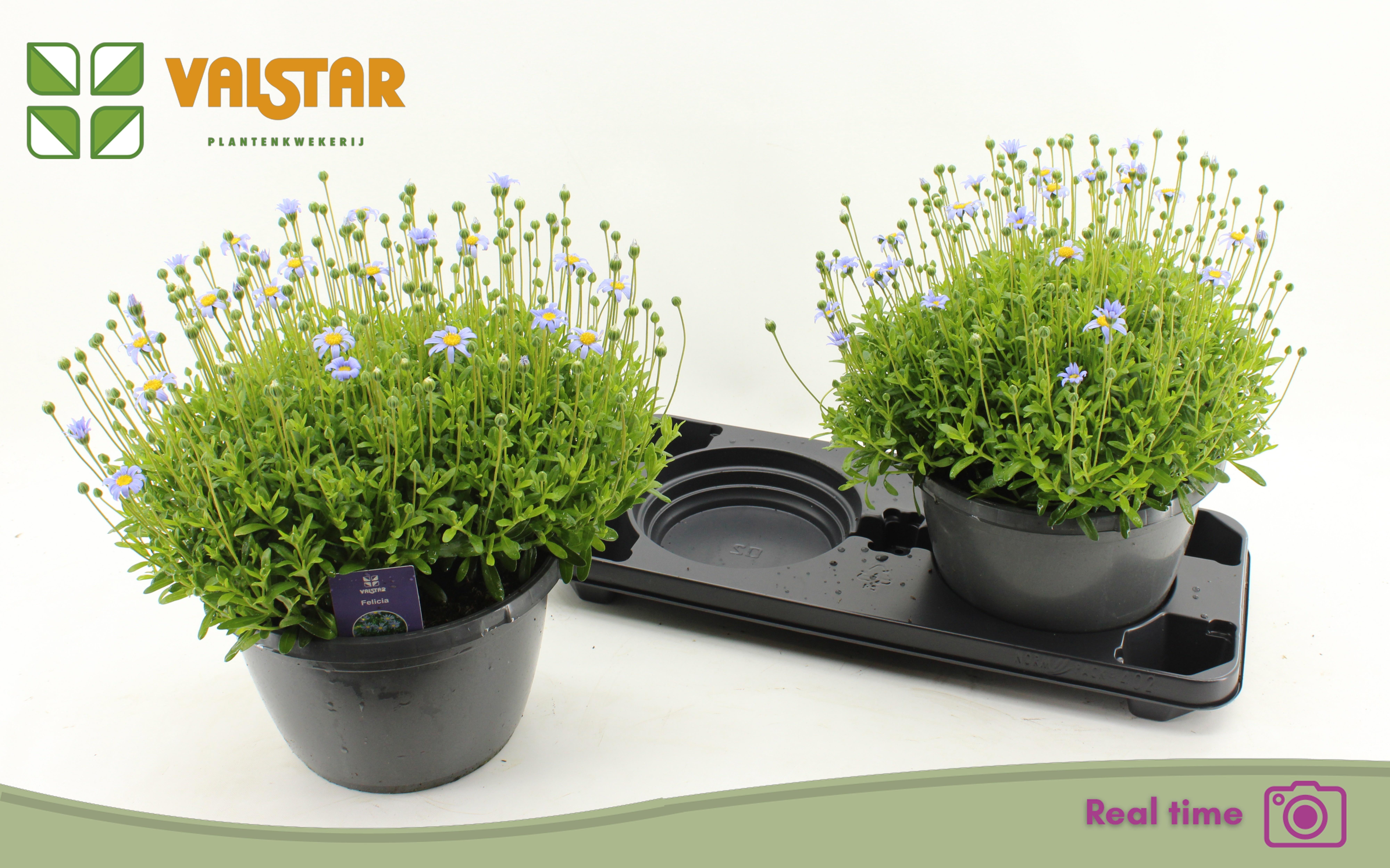 Горшечные цветы и растения оптом Feli Am Felicit Blue от 2шт из Голландии с доставкой по России