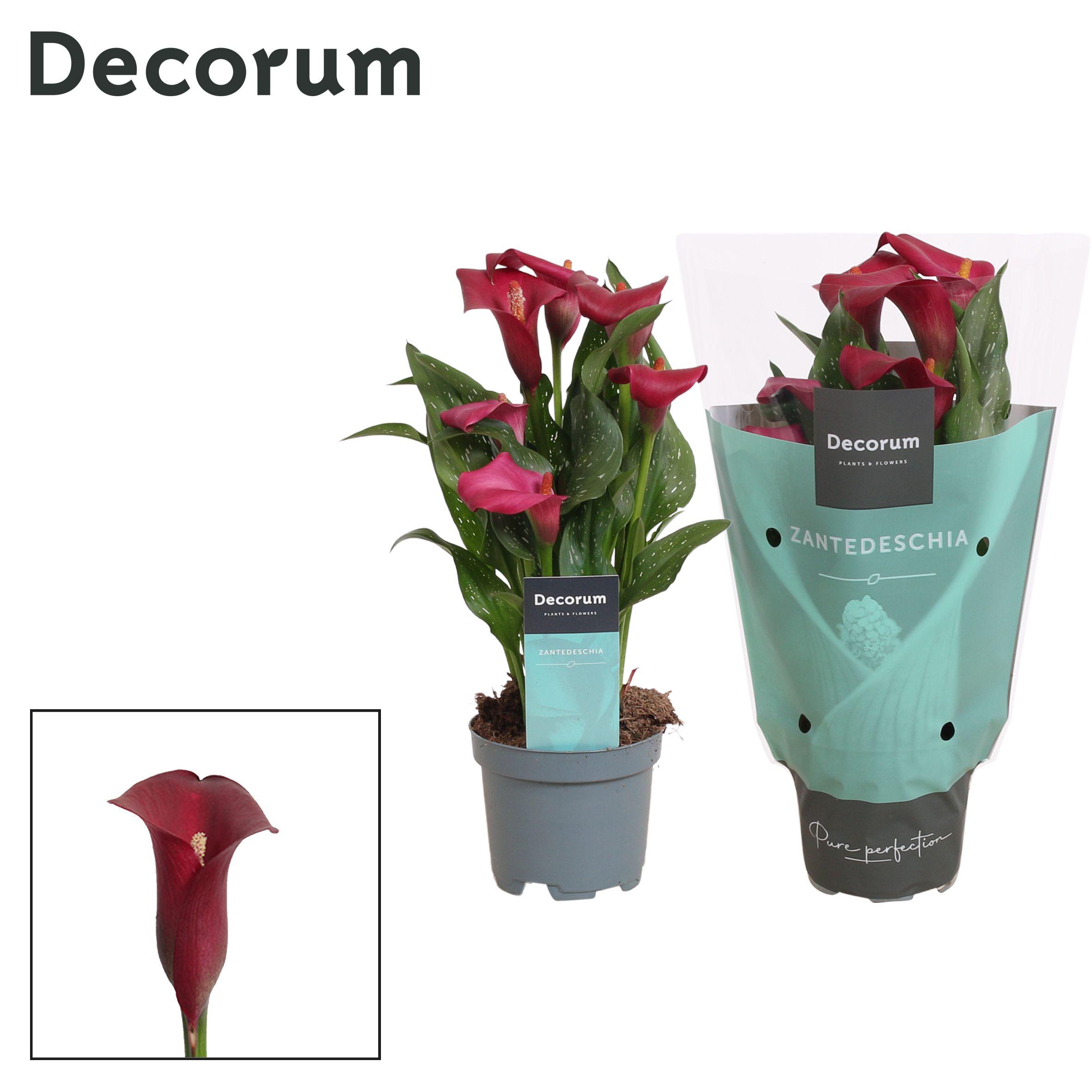 Горшечные цветы и растения оптом Zantedeschia Red (decorum) от 12шт из Голландии с доставкой по России