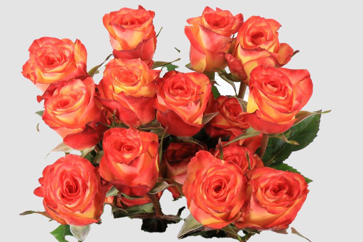 Срезанные цветы оптом Rosa ec high & magic от 125шт из Голландии с доставкой по России