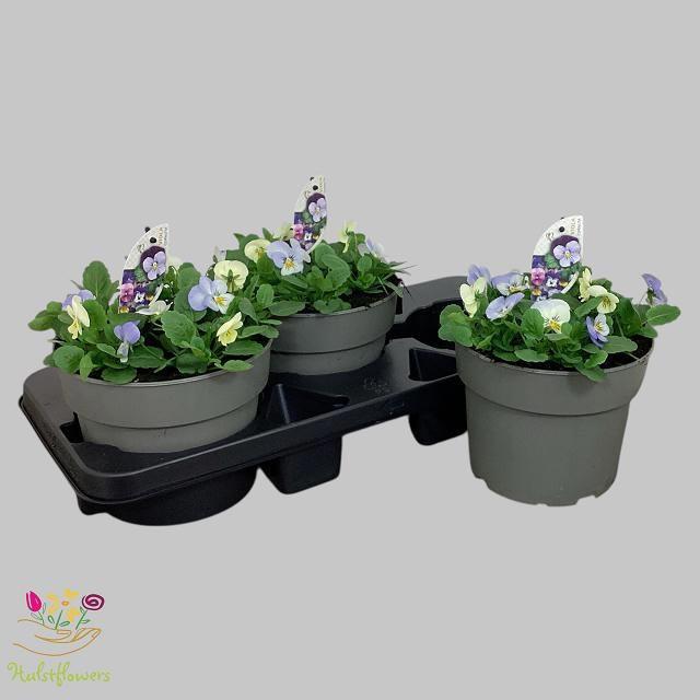 Горшечные цветы и растения оптом Vio Co Em Ytt от 3шт из Голландии с доставкой по России