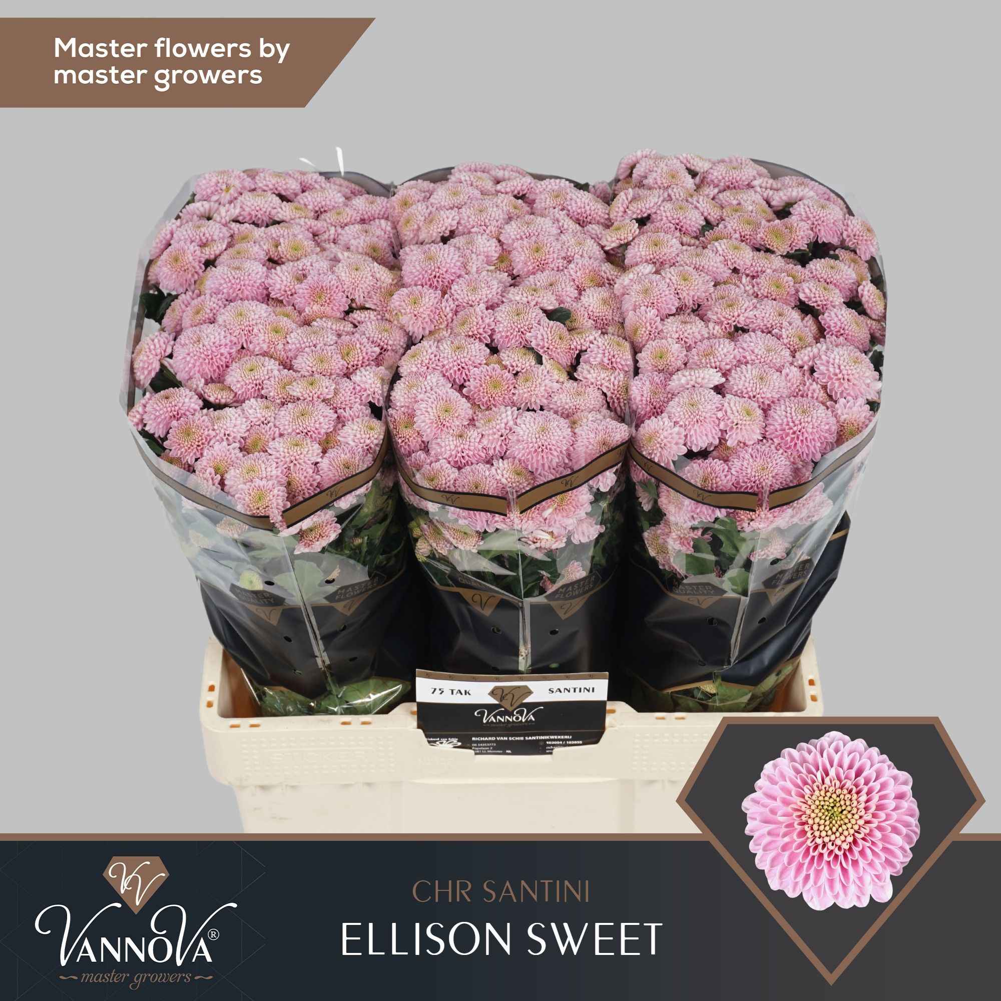 Срезанные цветы оптом Chrys sa ellison sweet от 75шт из Голландии с доставкой по России