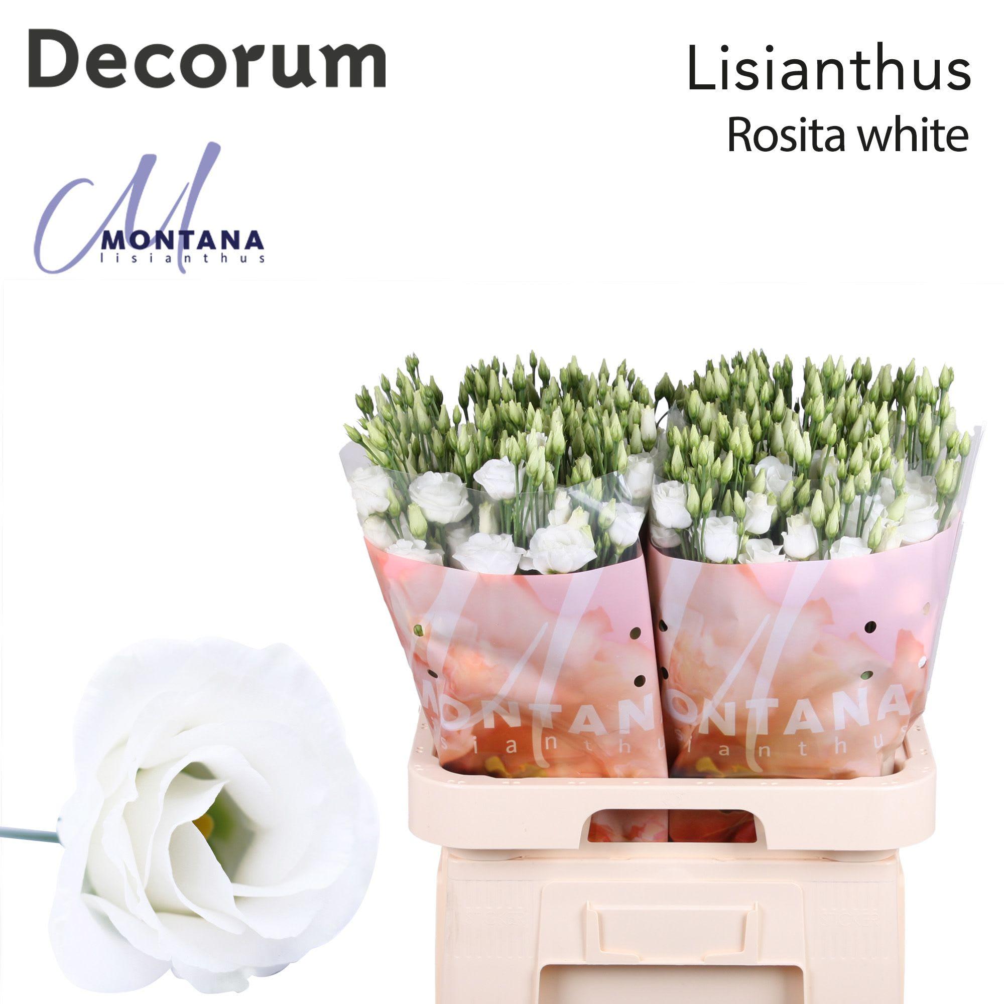 Срезанные цветы оптом Lisianthus do rosita white от 40шт..... из Голландии с доставкой по России