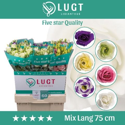 Срезанные цветы оптом Lisianthus do mix in bucket от 60шт из Голландии с доставкой по России