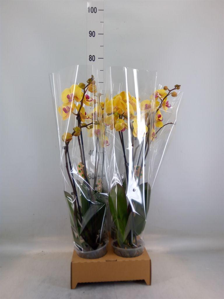 Горшечные цветы и растения оптом Phalaenopsis   ...yellow от 4шт из Голландии с доставкой по России