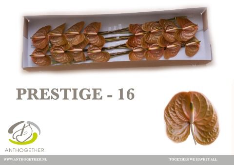 Срезанные цветы оптом Anthurium prestige от 16шт из Голландии с доставкой по России