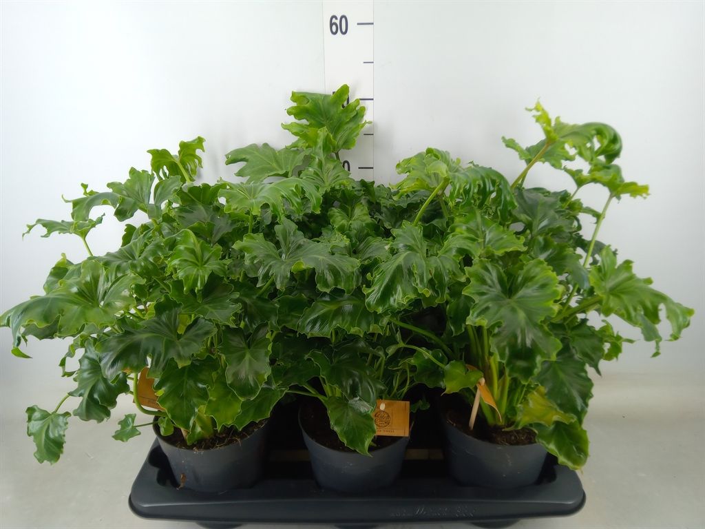 Горшечные цветы и растения оптом Philodendron   ... от 6шт из Голландии с доставкой по России