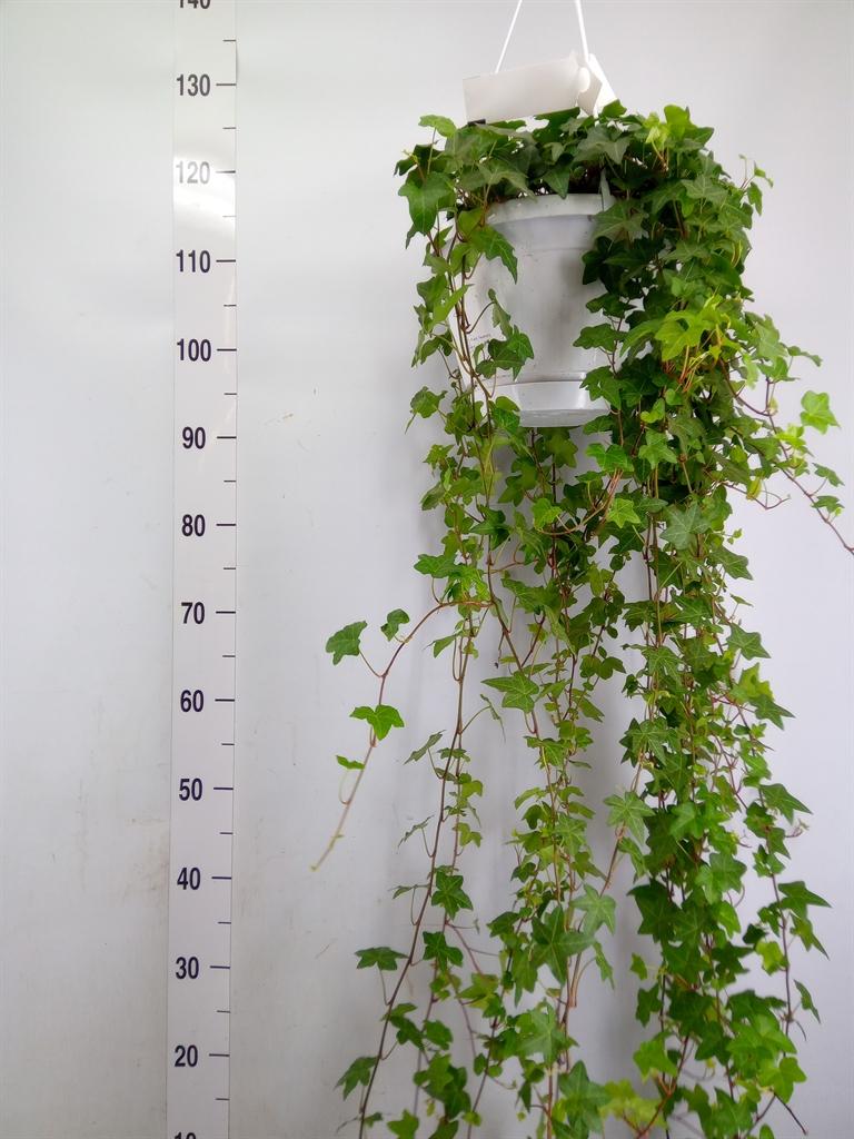 Горшечные цветы и растения оптом Hedera Pittsburgh Hangpot от 1шт из Голландии с доставкой по России