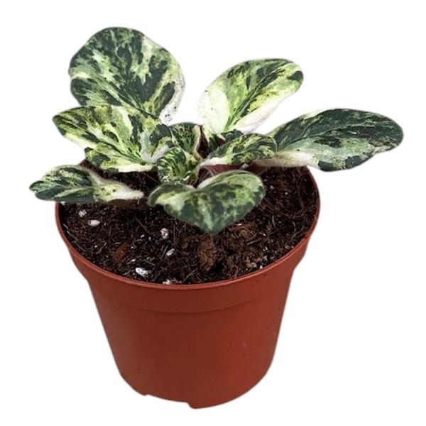 Горшечные цветы и растения оптом Saintpaulia Marble от 1шт (для телеги) из Голландии с доставкой по России Горшечные цветы и растения оптом Saintpaulia Marble от 1шт (для телеги) из Голландии с доставкой по России