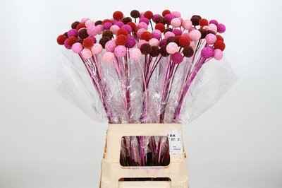 Срезанные цветы оптом Craspedia paint mix valentine от 100шт из Голландии с доставкой по России