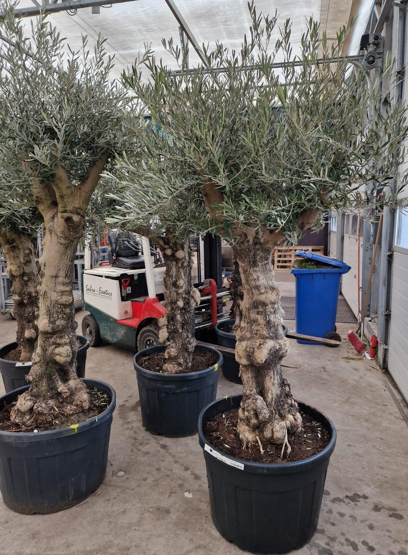 Горшечные цветы и растения оптом Olea Europaea от 1шт из Голландии с доставкой по России