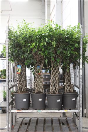 Горшечные цветы и растения оптом Fic Be Bizondere Vorm Matje от 1шт из Голландии с доставкой по России