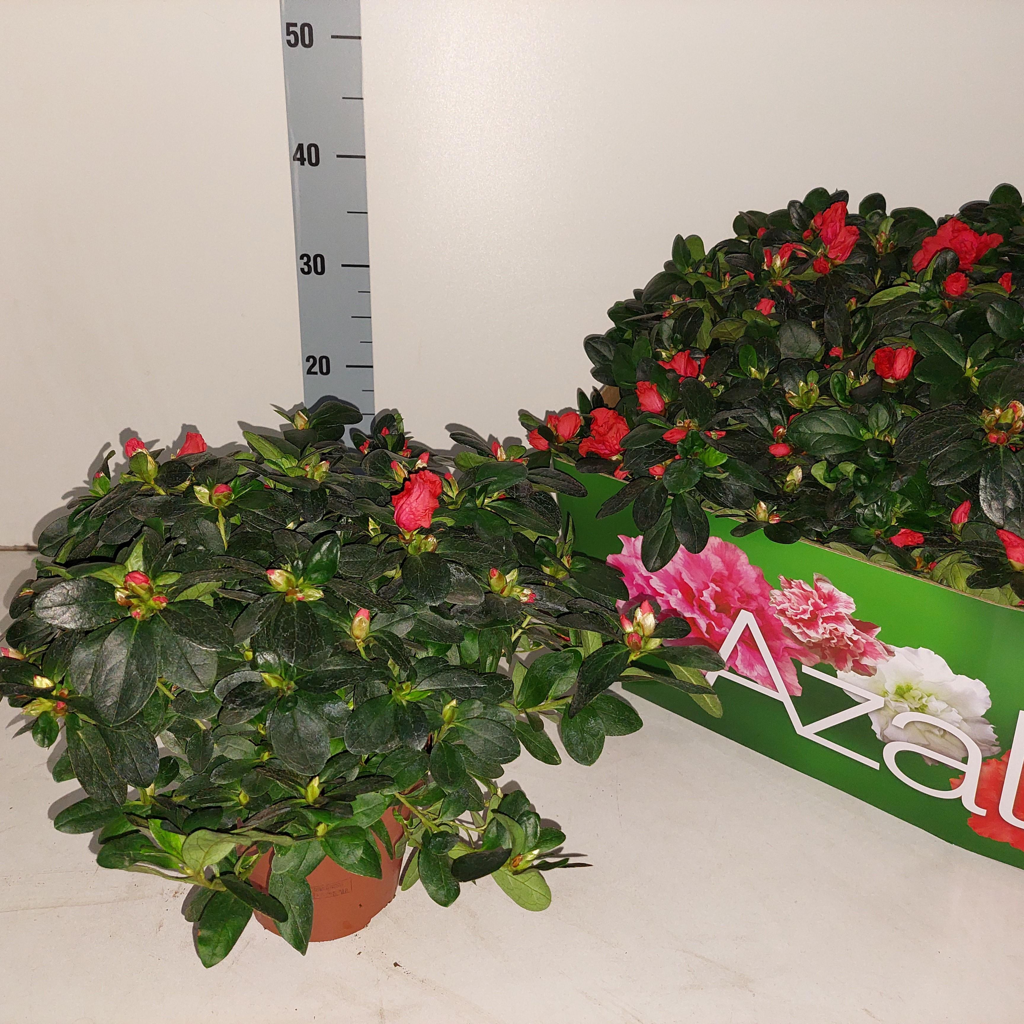 Горшечные цветы и растения оптом Rhodo Si Jimmy от 6шт из Голландии с доставкой по России