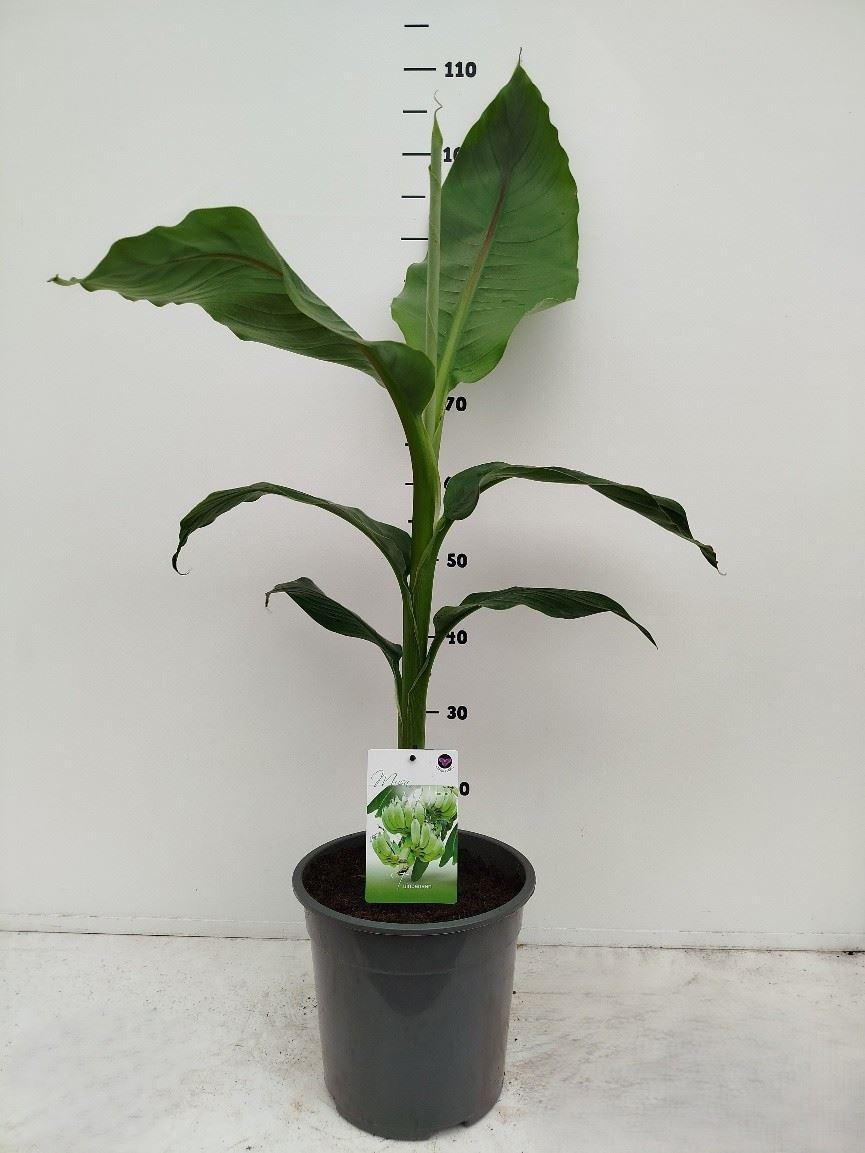 Горшечные цветы и растения оптом Musa Basjoo от 1шт из Голландии с доставкой по России