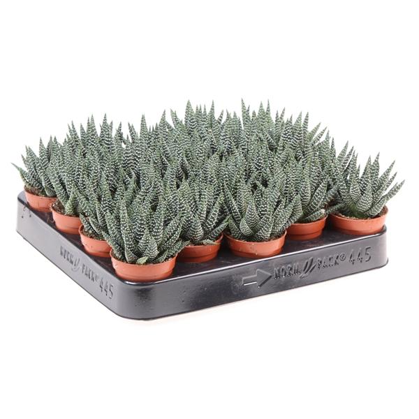 Горшечные цветы и растения оптом Haworthia Margaritifera от 20шт (для телеги) из Голландии с доставкой по России