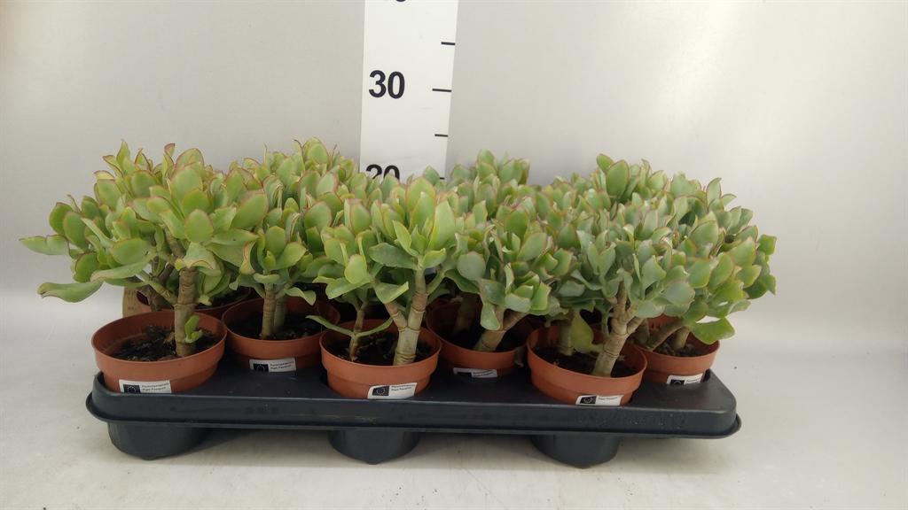 Горшечные цветы и растения оптом Crassula Arborescens curly Green от 12шт из Голландии с доставкой по России