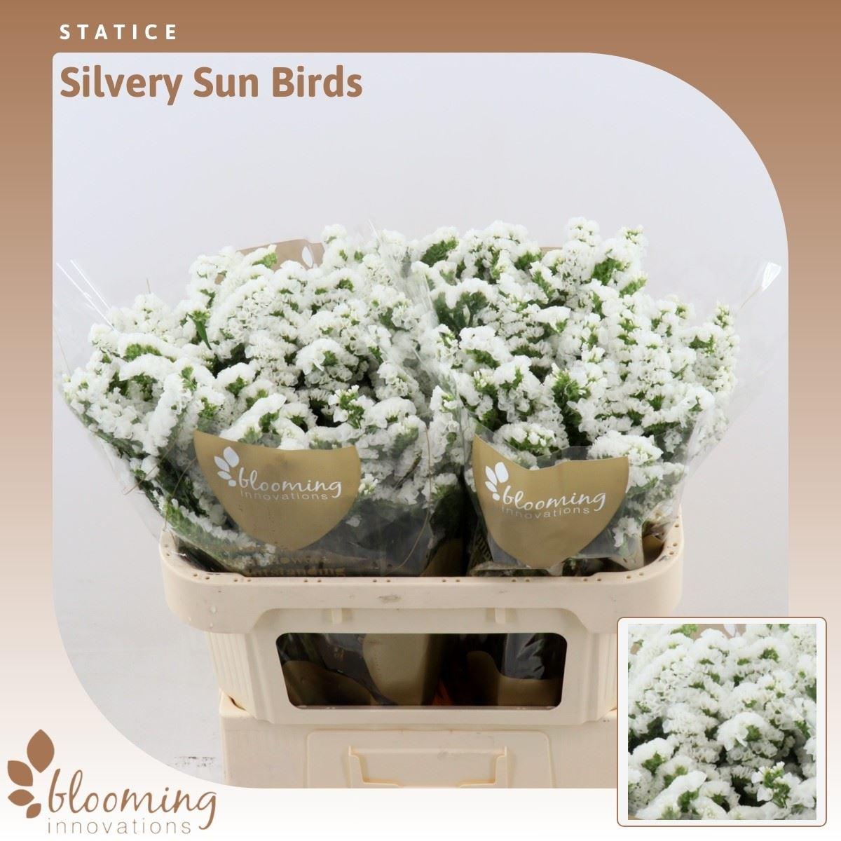 Срезанные цветы оптом Statice silvery sun birds от 50шт из Голландии с доставкой по России