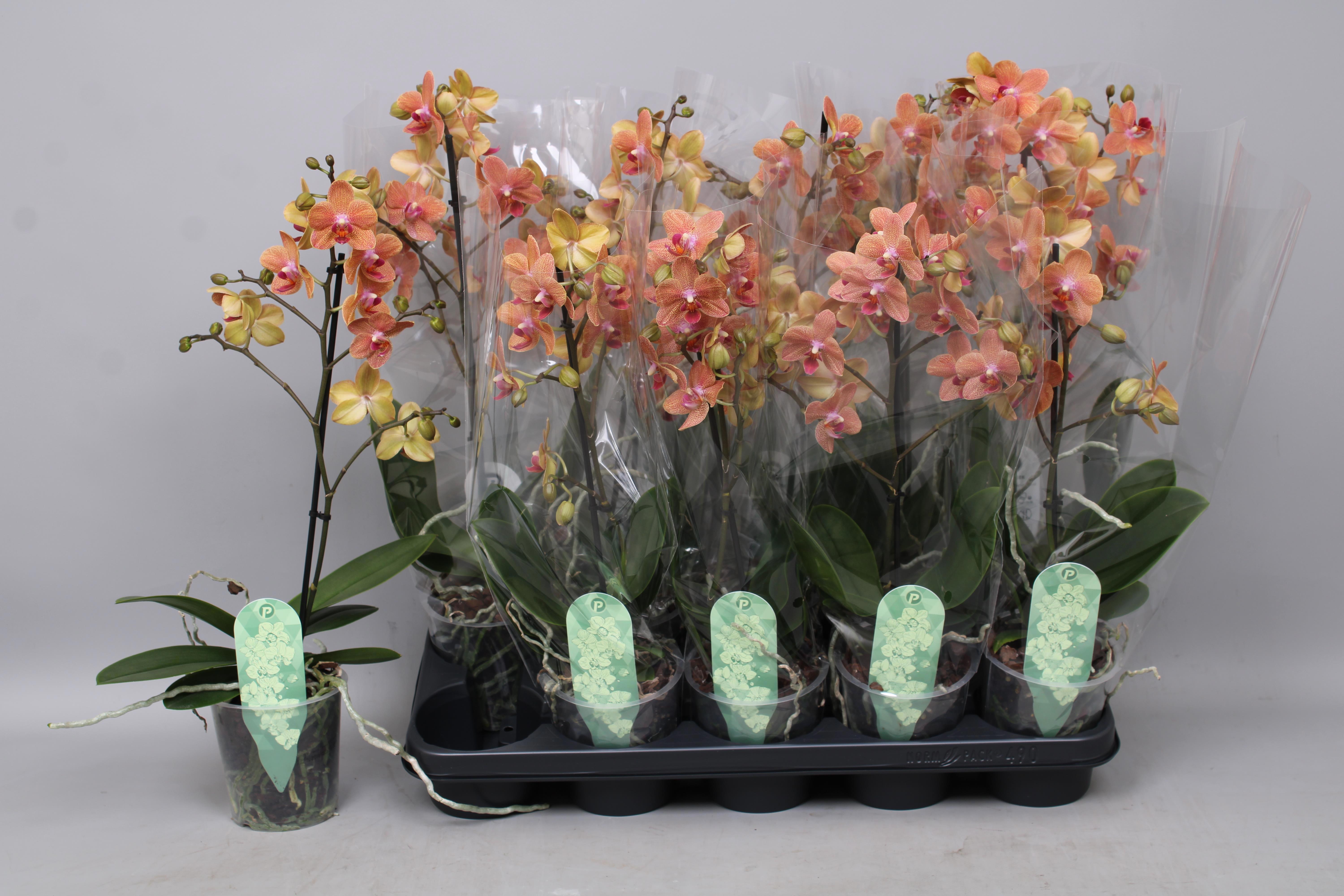 Горшечные цветы и растения оптом Phal Mf F Sunse Love от 10шт из Голландии с доставкой по России Горшечные цветы и растения оптом Phal Mf F Sunse Love от 10шт из Голландии с доставкой по России